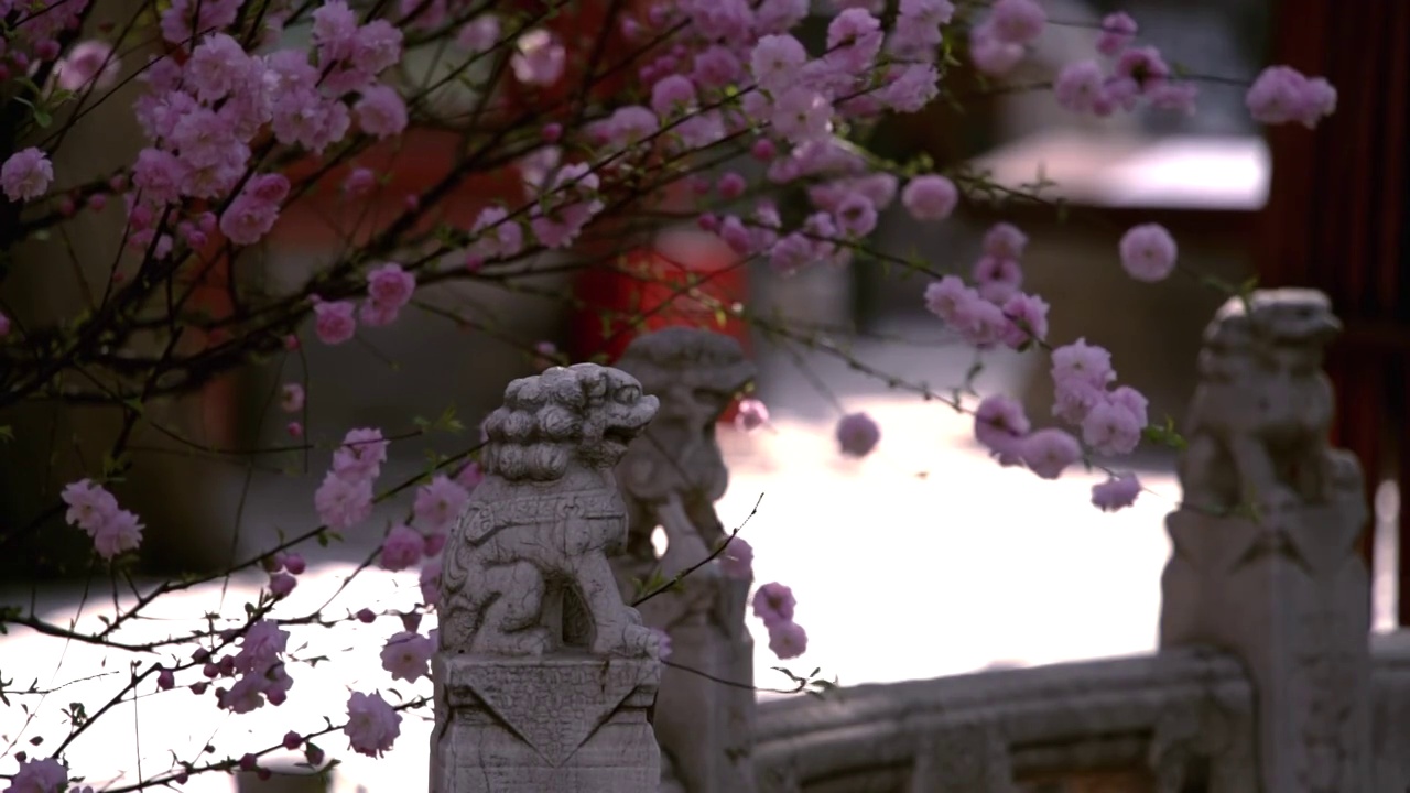 春天北京故宫春花盛开视频素材