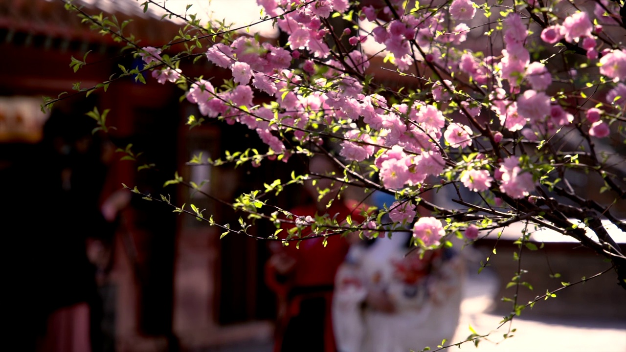 春天北京故宫春花盛开视频素材