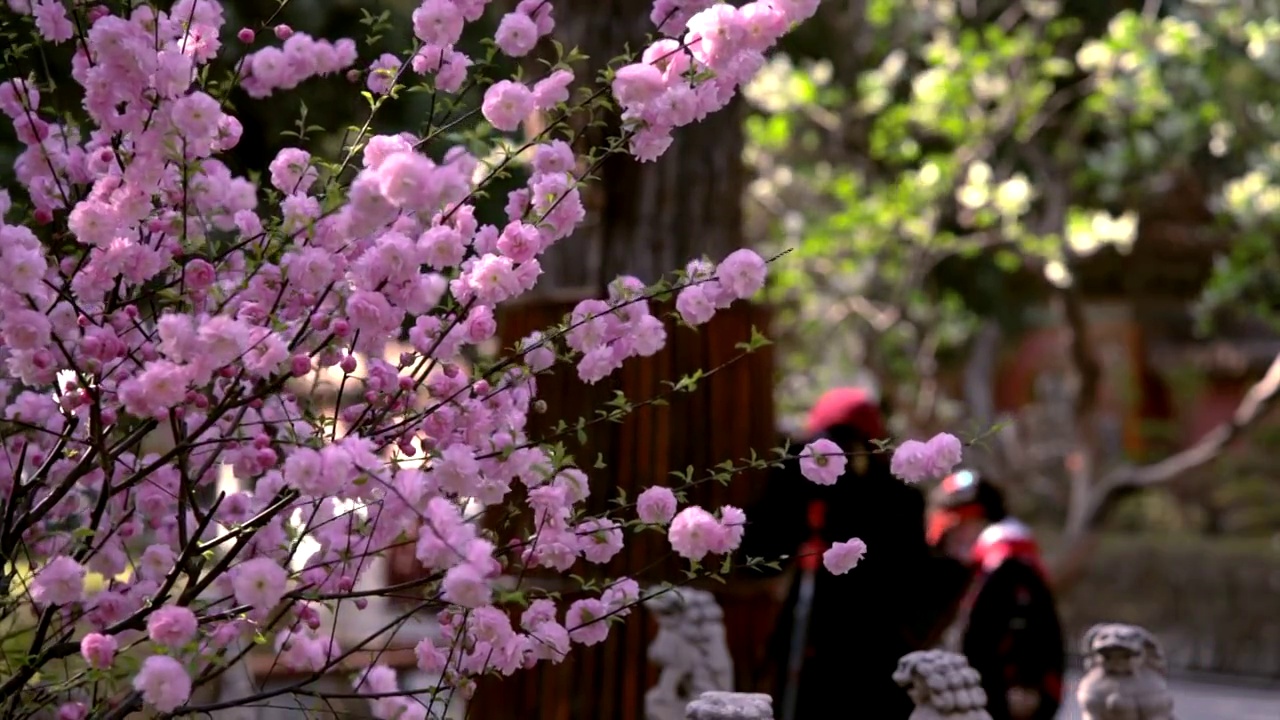 春天北京故宫春花盛开视频素材