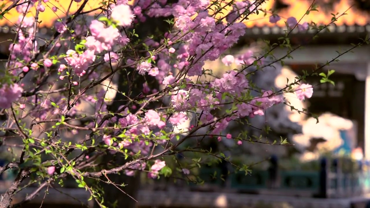 春天北京故宫春花盛开视频素材