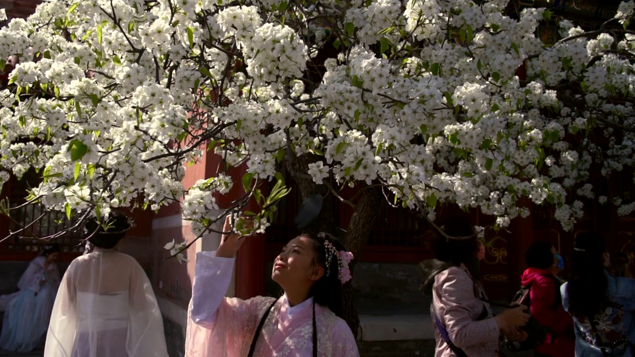 春天北京故宫春花盛开视频素材