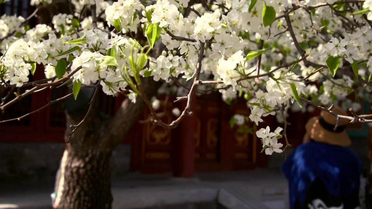 春天北京故宫春花盛开视频素材