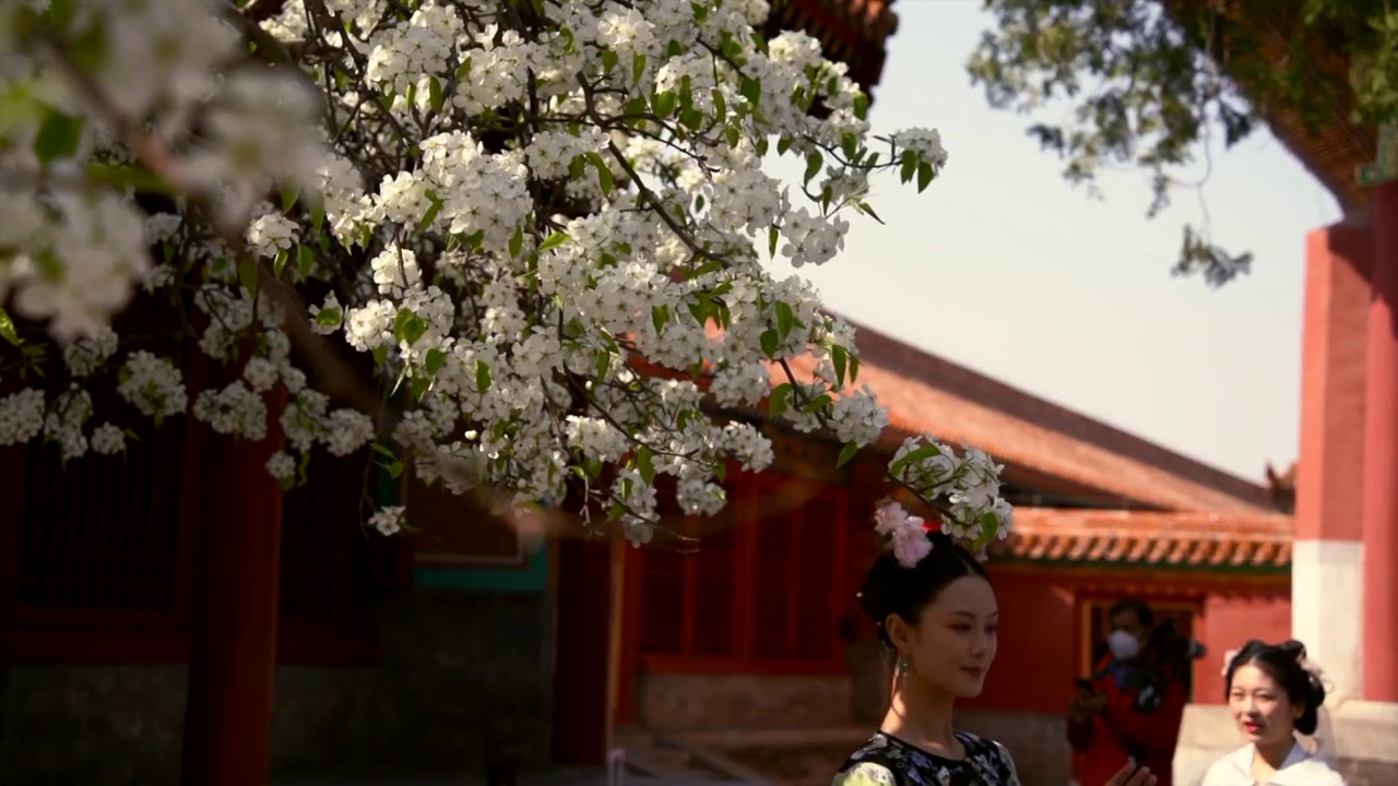 春天北京故宫春花盛开视频素材