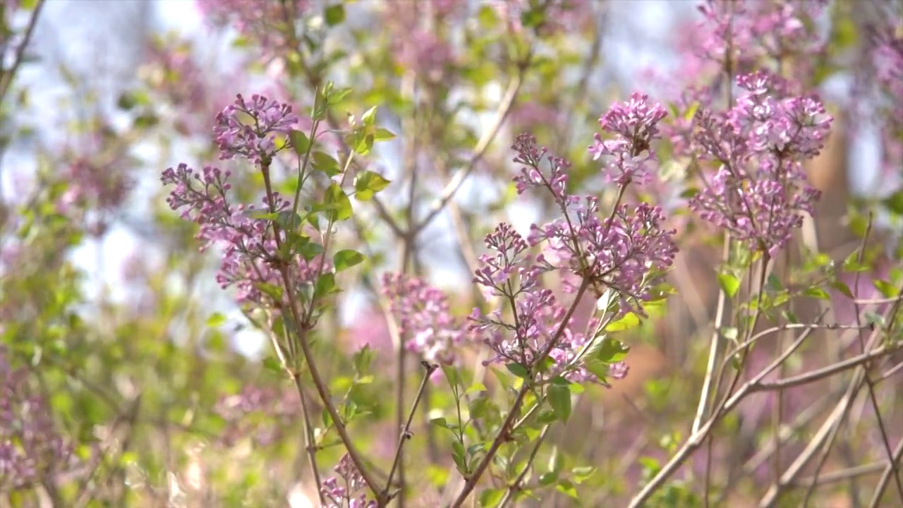 春天北京故宫春花盛开视频素材