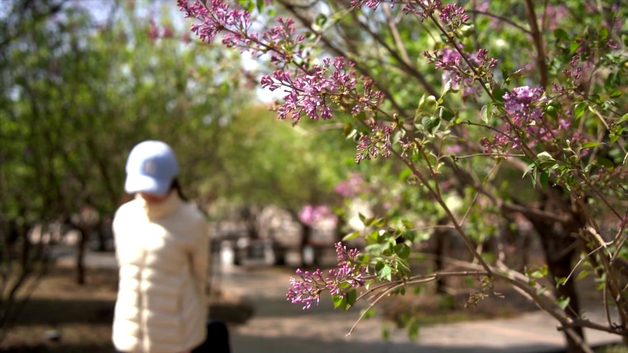 春天北京故宫春花盛开视频素材