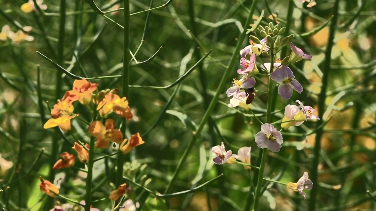 油菜花儿开视频素材