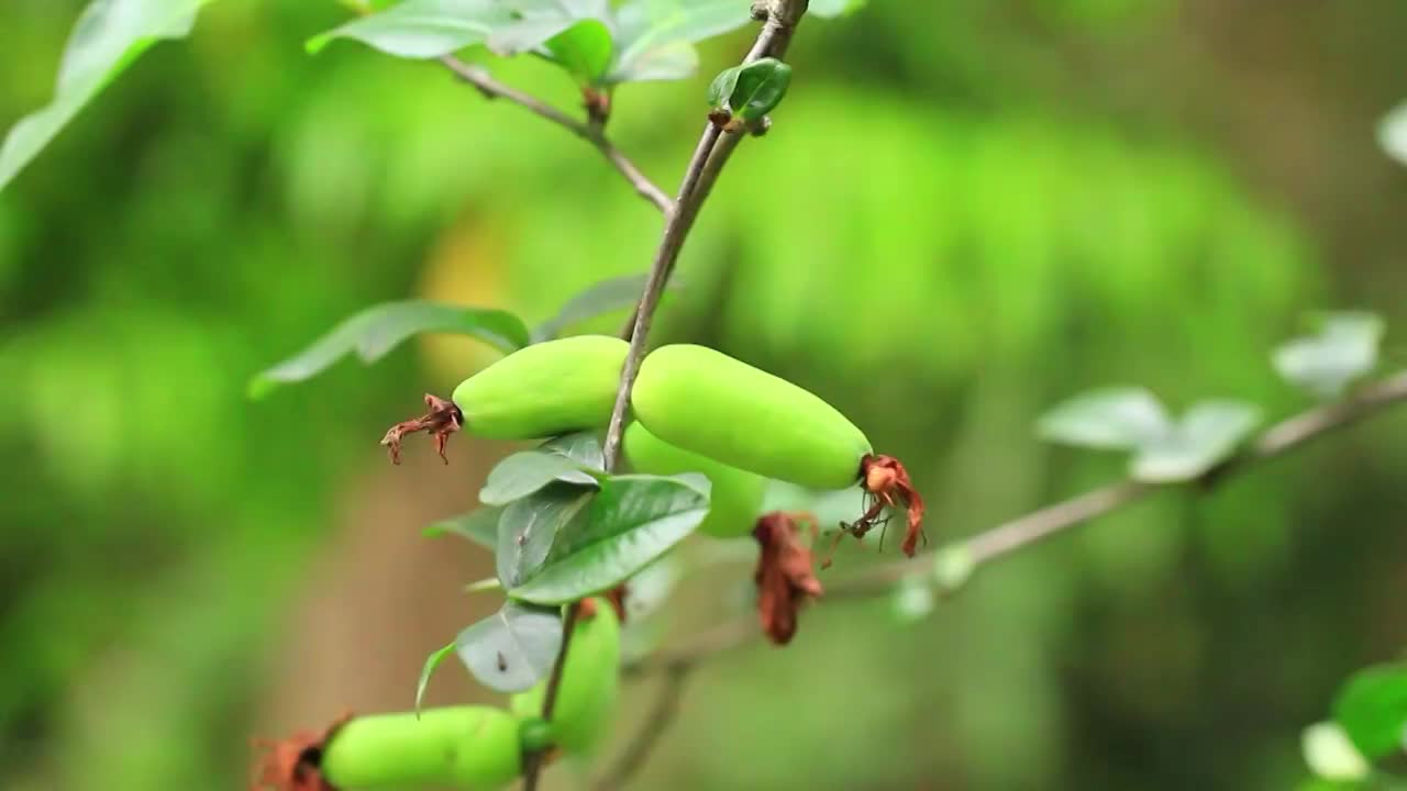 木瓜，海棠果实视频素材