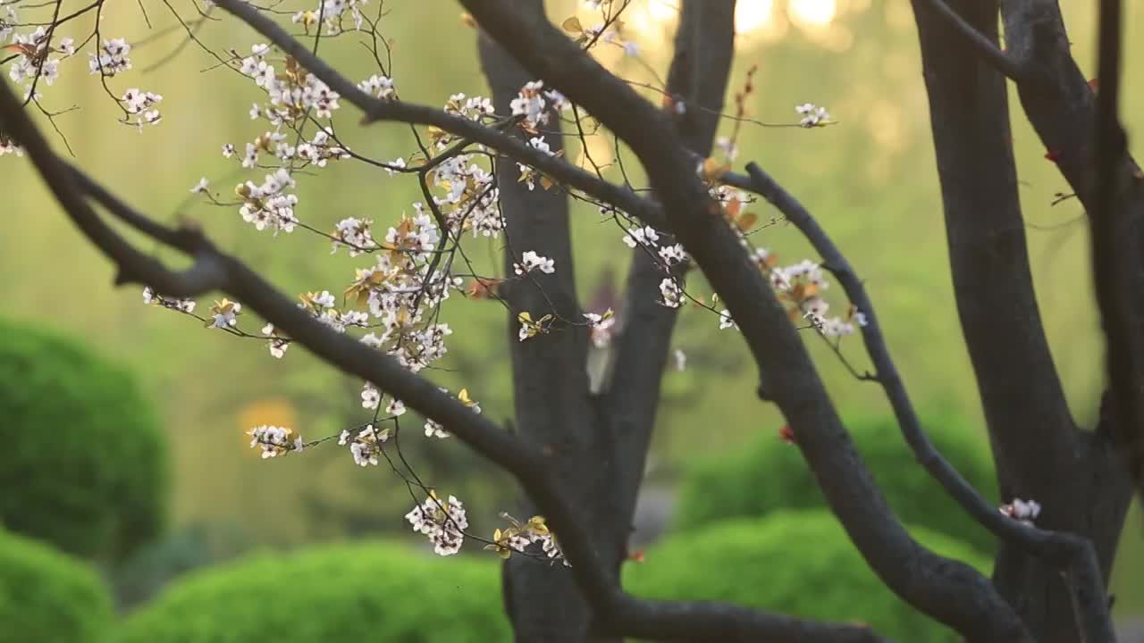 北京的园林春光视频素材