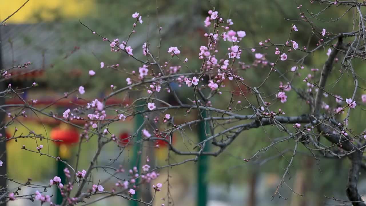 北京的园林春光视频素材