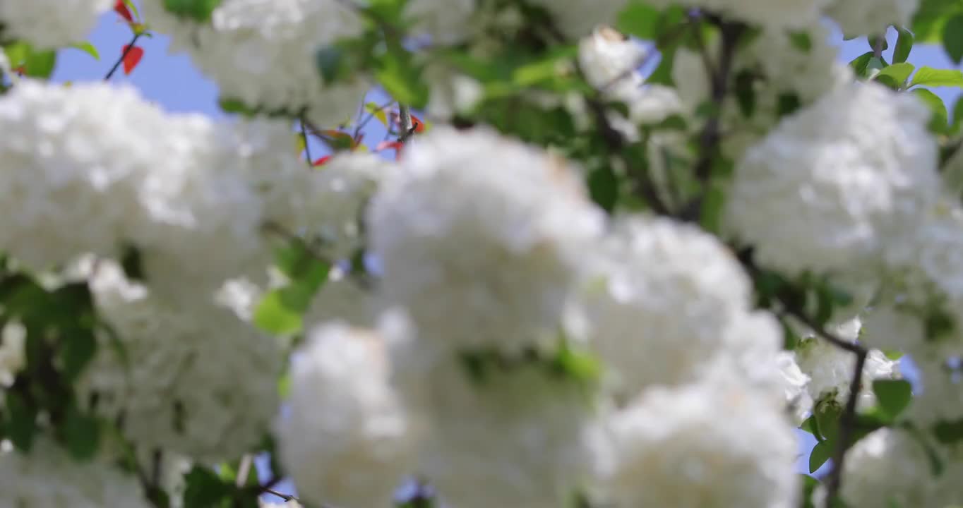 春天绣球花开视频素材