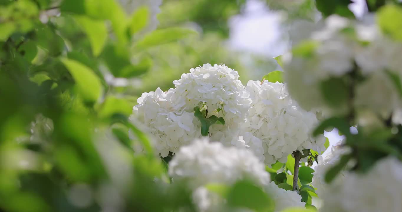 春天绣球花开视频素材