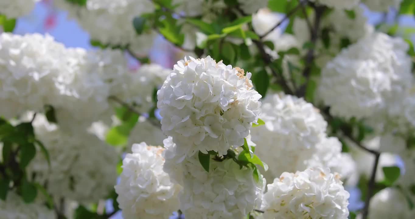 春天绣球花开视频素材