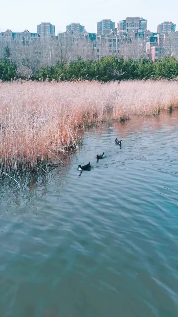 中国辽宁大连湿地公园里的鸭子视频素材