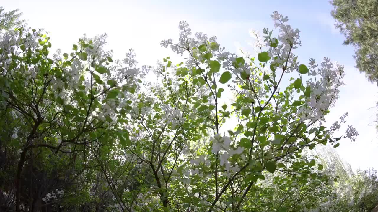 春天气息白丁香视频素材