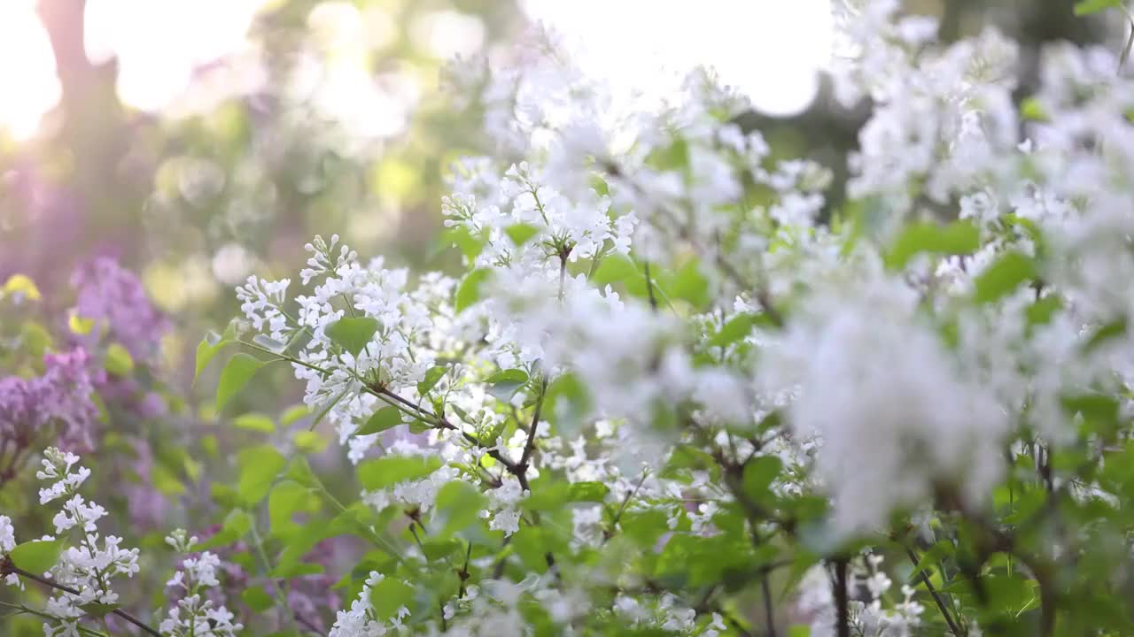 春天气息白丁香视频素材