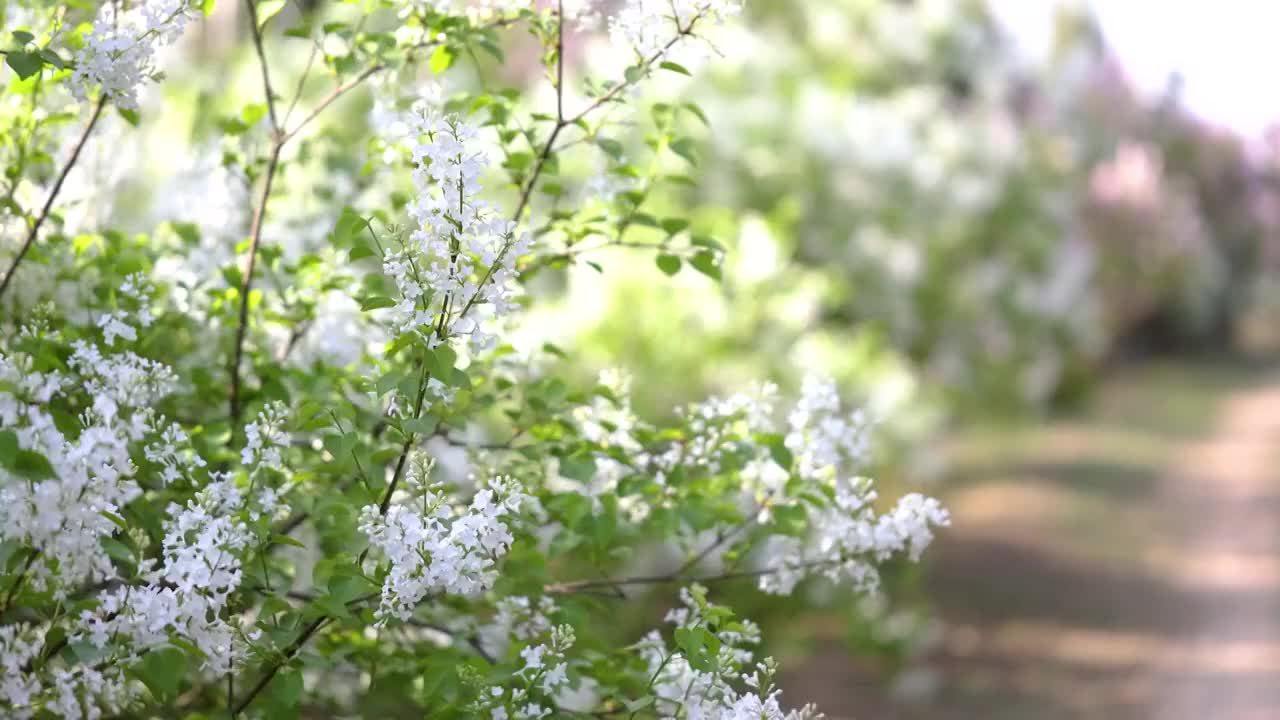 春天气息白丁香视频素材