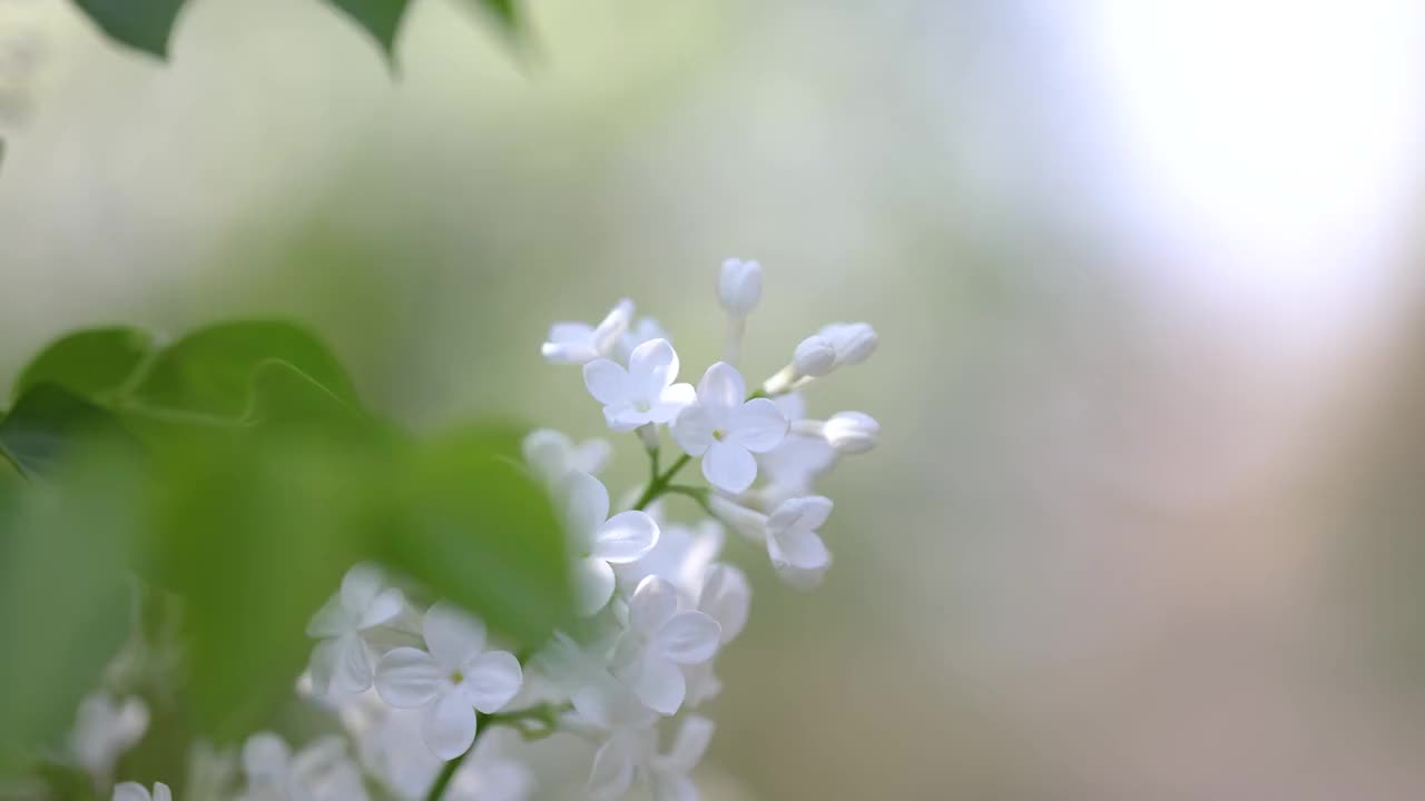 春天气息白丁香视频素材