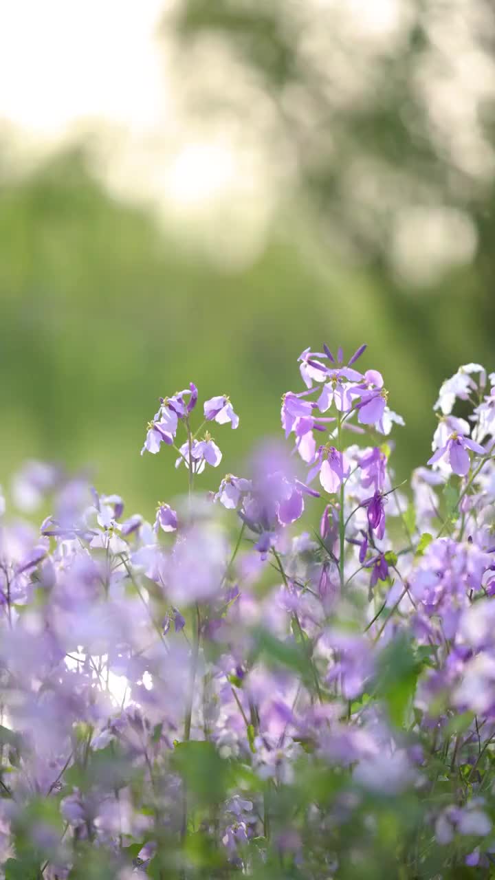 春天二月兰浪漫花丛视频素材