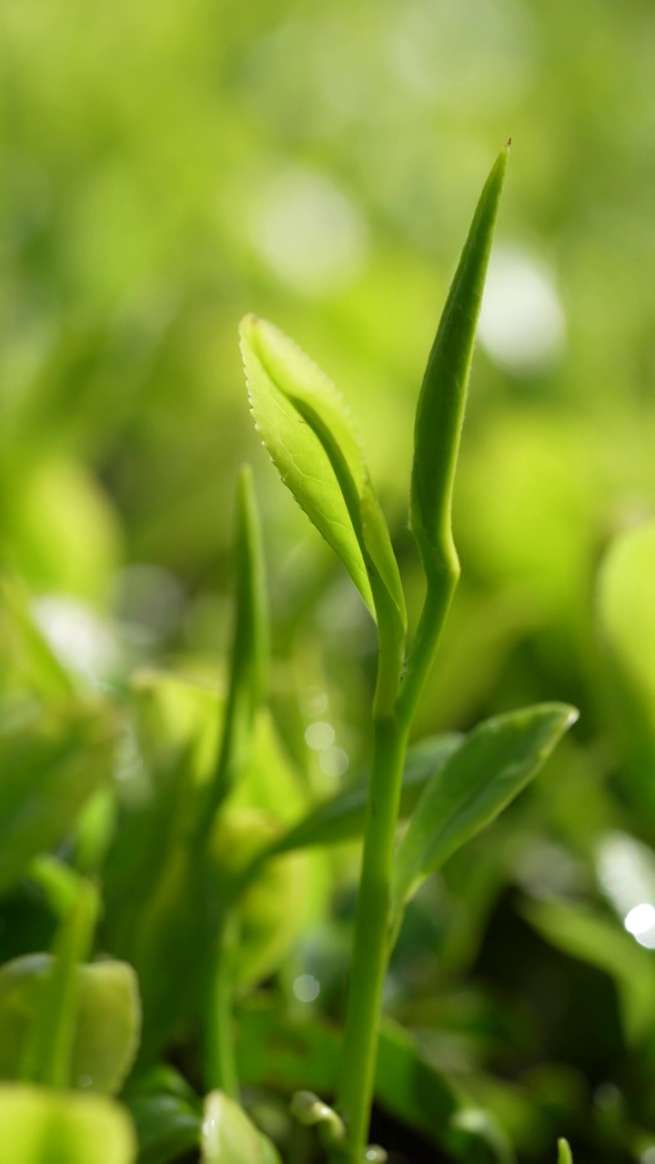 贡茶之乡-湖北恩施州宣恩伍家台有机茶园春色及嫩叶特写视频素材