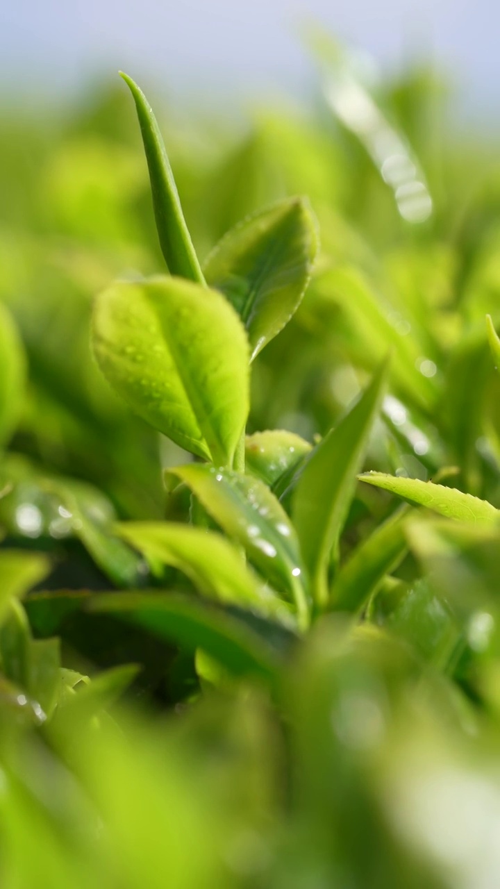 贡茶之乡-湖北恩施州宣恩伍家台有机茶园春色及嫩叶特写视频素材