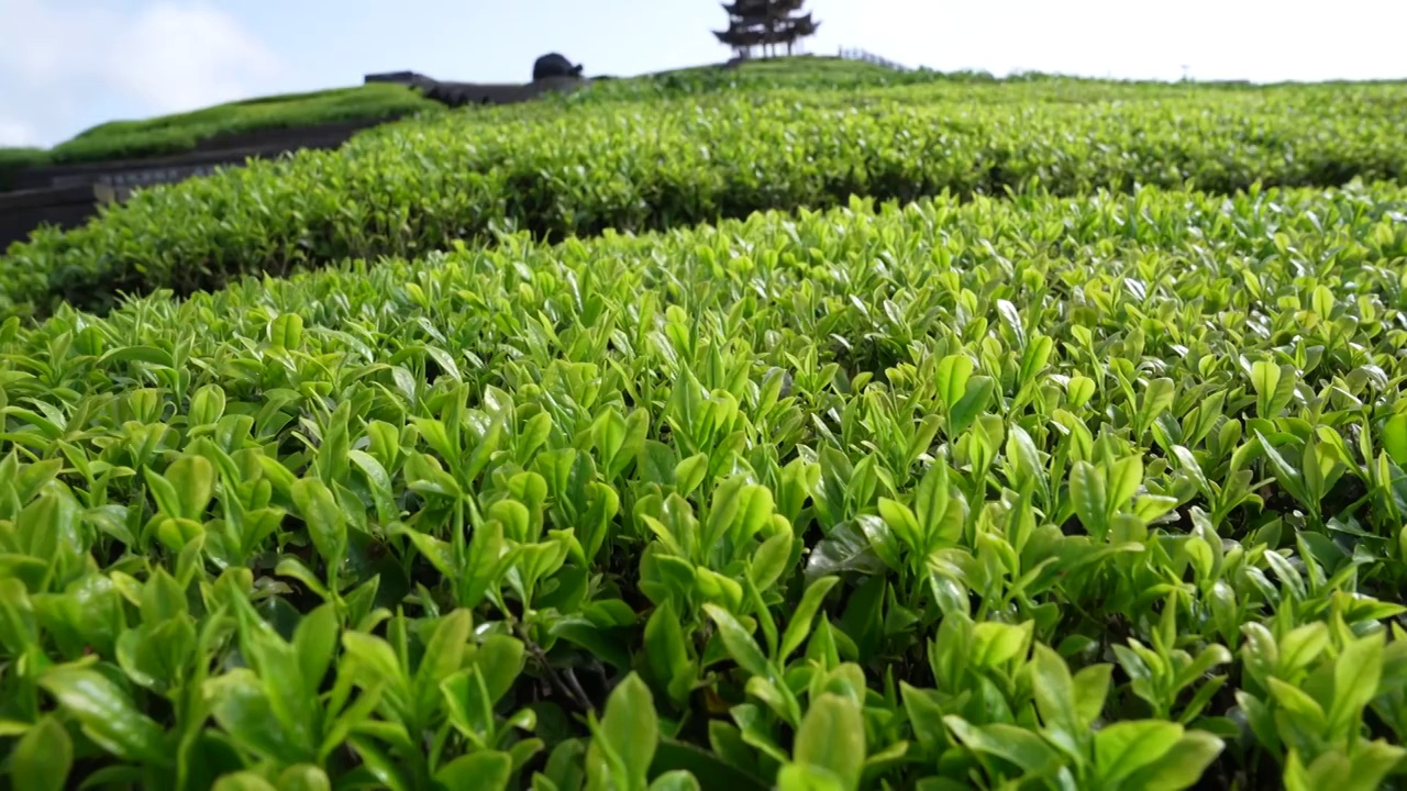 贡茶之乡-湖北恩施州宣恩伍家台有机茶园春色及嫩叶特写视频素材