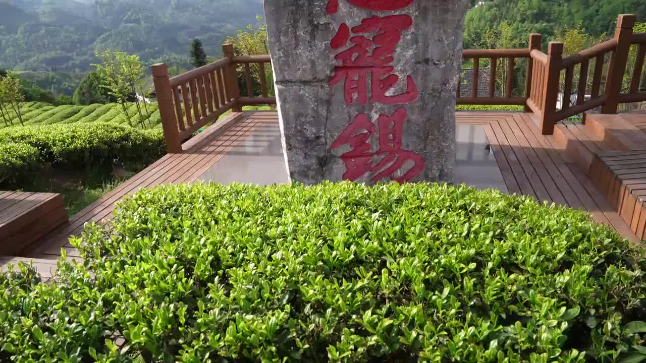 贡茶之乡-湖北恩施州宣恩伍家台有机茶园春色及嫩叶特写视频素材