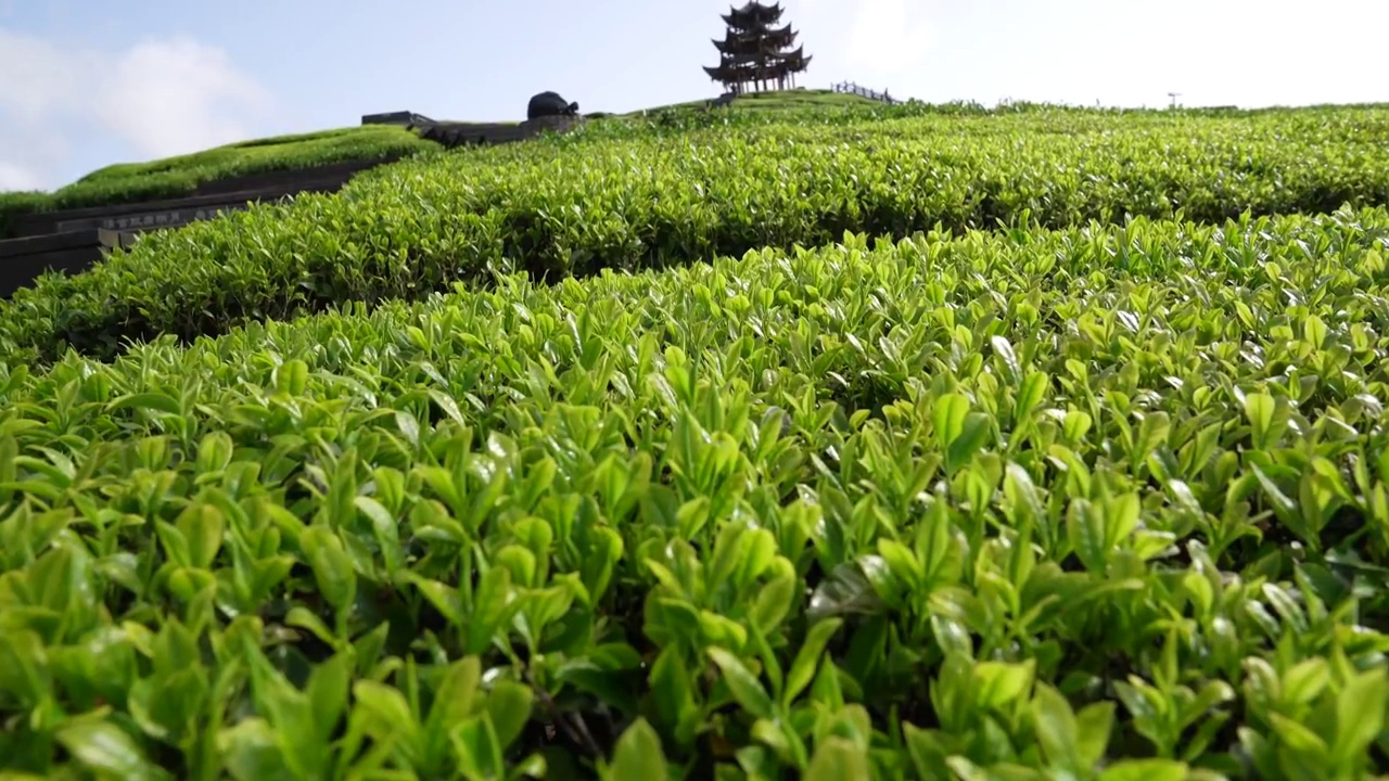 贡茶之乡-湖北恩施州宣恩伍家台有机茶园春色及嫩叶特写视频素材