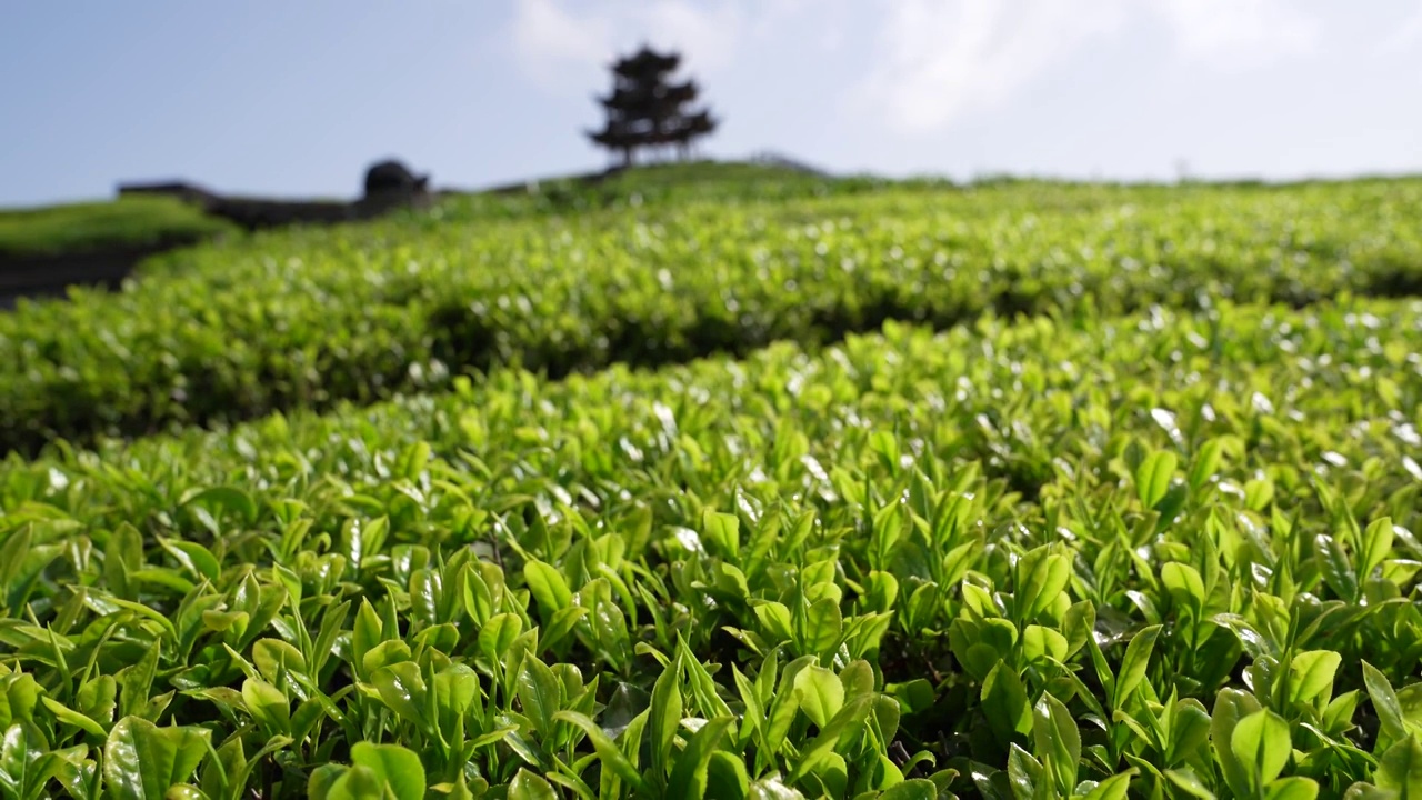 贡茶之乡-湖北恩施州宣恩伍家台有机茶园春色及嫩叶特写视频素材