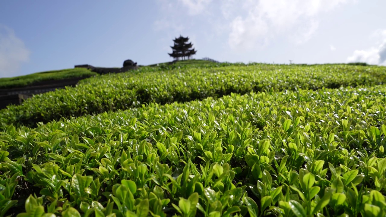 贡茶之乡-湖北恩施州宣恩伍家台有机茶园春色及嫩叶特写视频素材