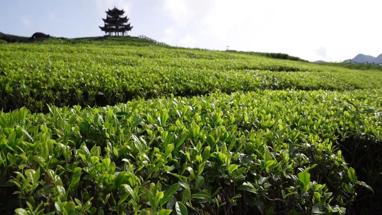 贡茶之乡-湖北恩施州宣恩伍家台有机茶园春色及嫩叶特写视频素材