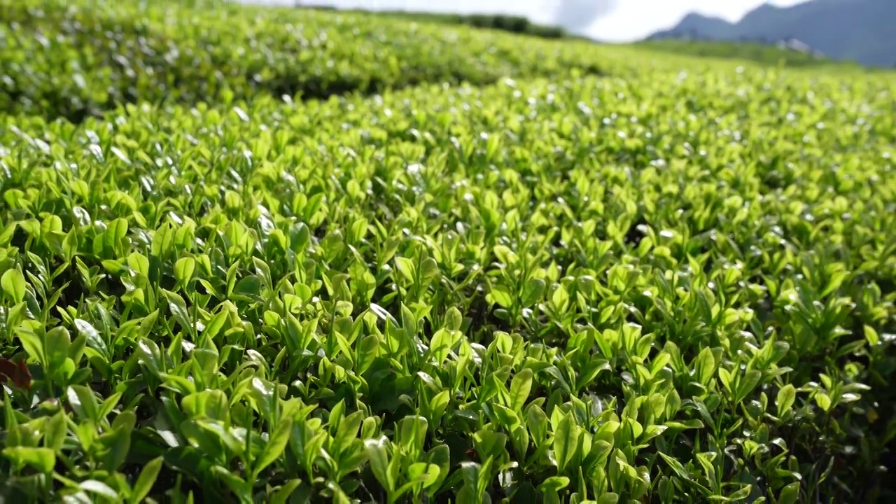 贡茶之乡-湖北恩施州宣恩伍家台有机茶园春色及嫩叶特写视频素材