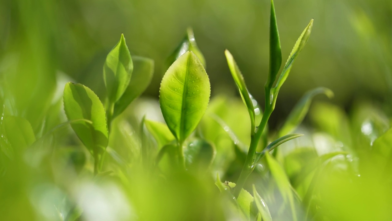 贡茶之乡-湖北恩施州宣恩伍家台有机茶园春色及嫩叶特写视频素材