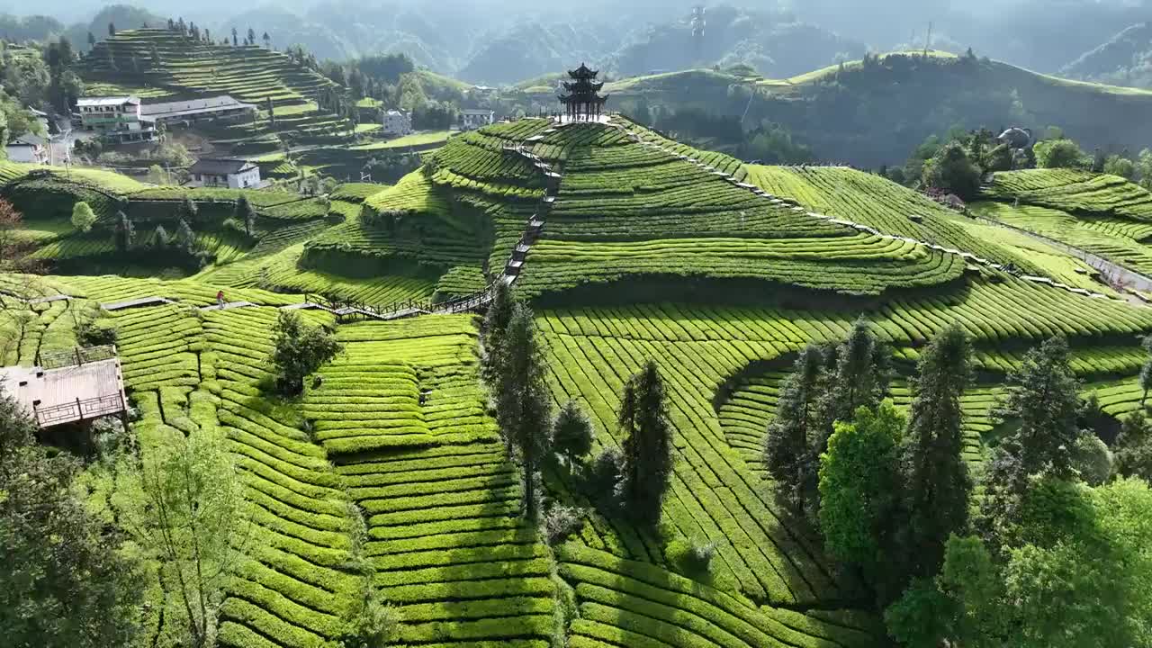 贡茶之乡-湖北恩施州宣恩伍家台有机茶园春色及嫩叶特写视频素材