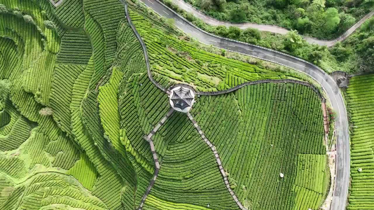 贡茶之乡-湖北恩施州宣恩伍家台有机茶园春色及嫩叶特写视频素材