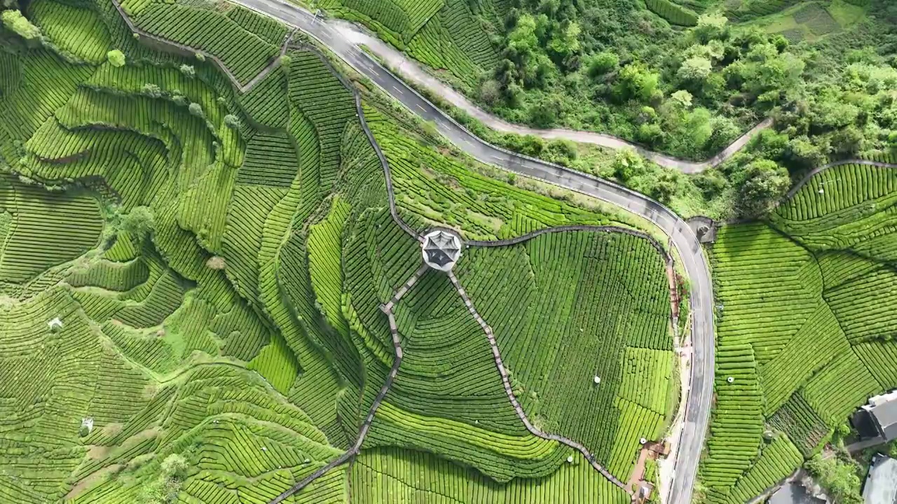 贡茶之乡-湖北恩施州宣恩伍家台有机茶园春色及嫩叶特写视频素材