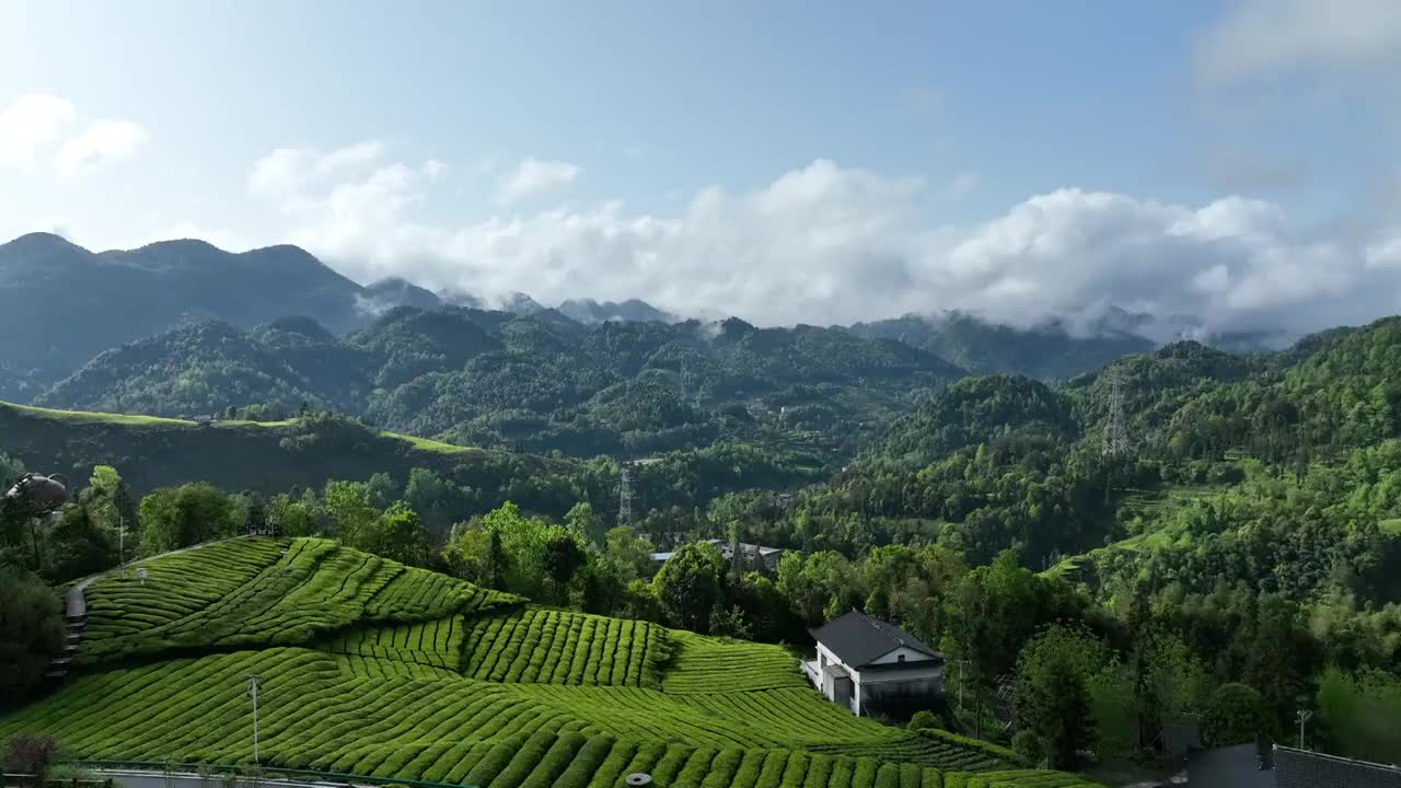 贡茶之乡-湖北恩施州宣恩伍家台有机茶园春色及嫩叶特写视频素材