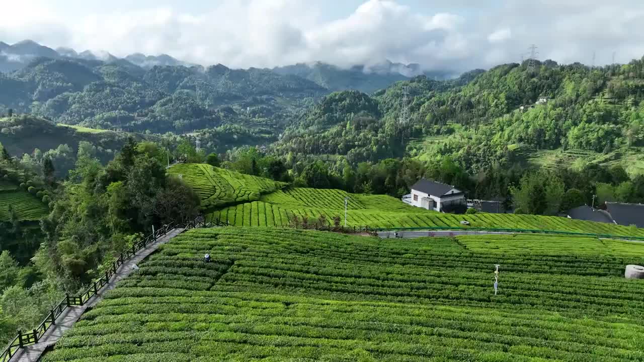 贡茶之乡-湖北恩施州宣恩伍家台有机茶园春色及嫩叶特写视频素材