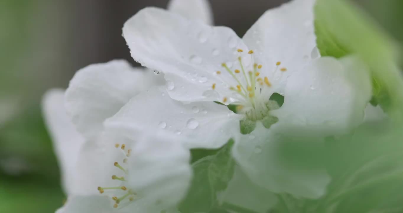 春天里的鲜花视频素材