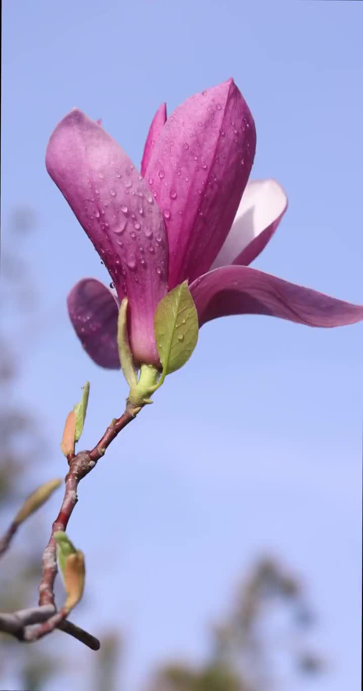 春季里的玉兰花视频素材