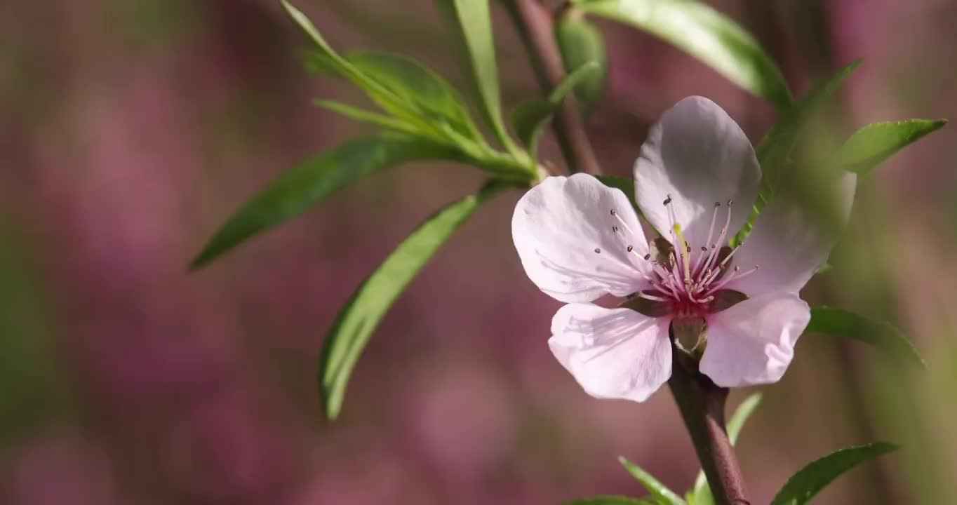 春天盛开的桃花视频素材