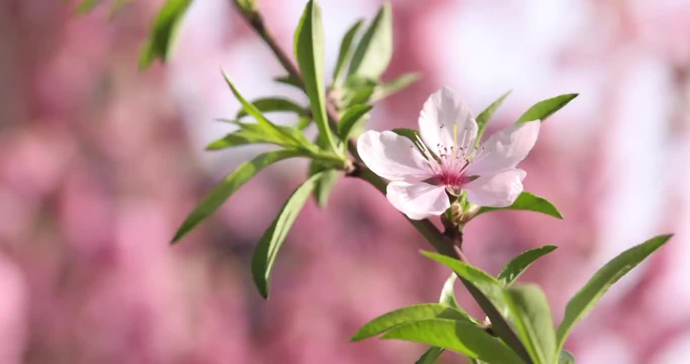 春天盛开的桃花视频素材