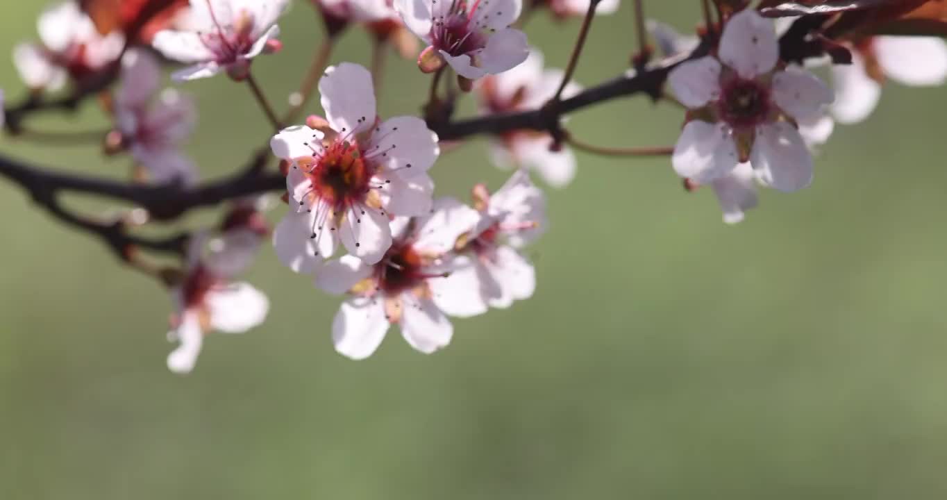 盛开的 桃花视频素材