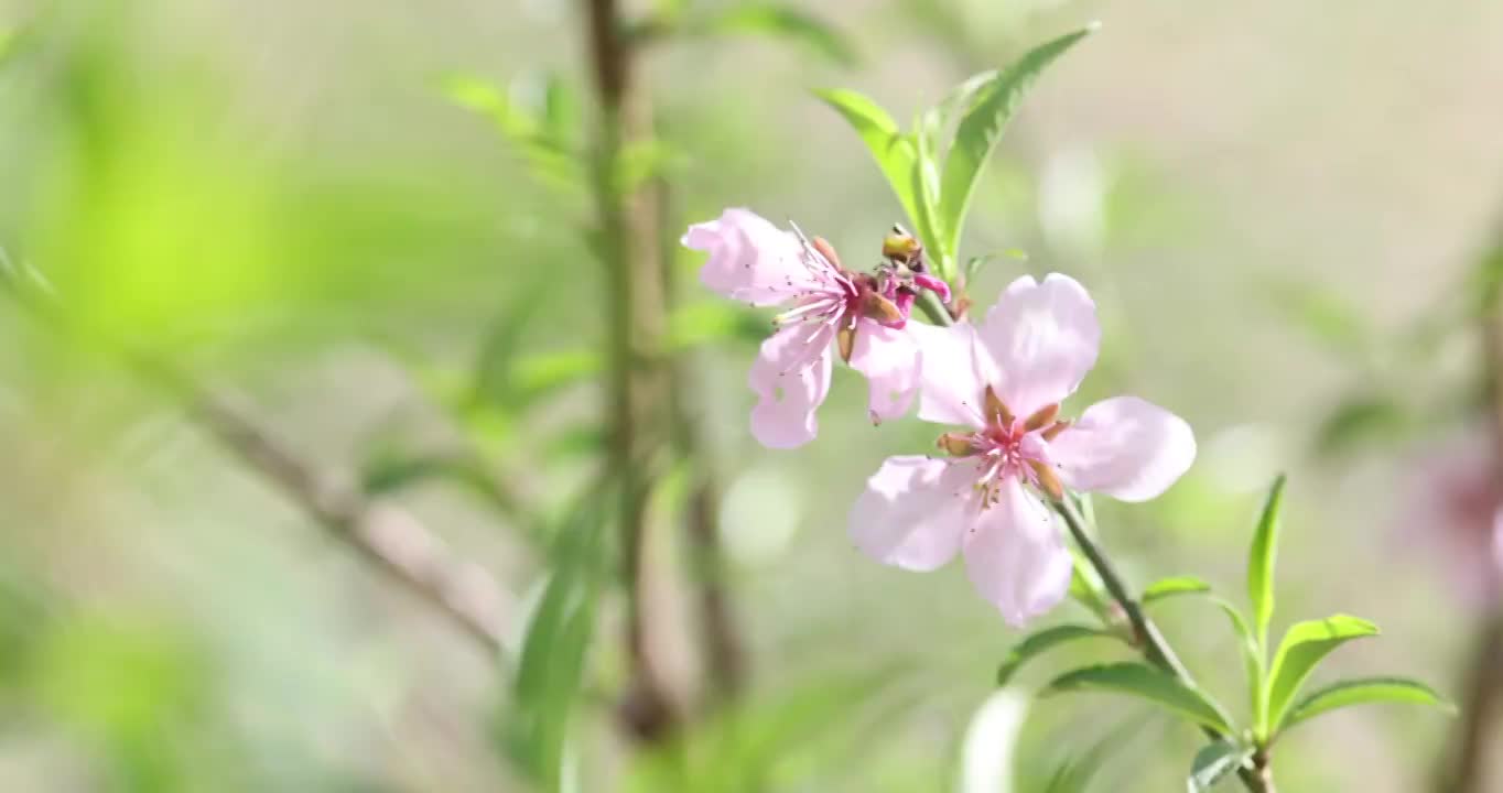 春天盛开的桃花视频素材