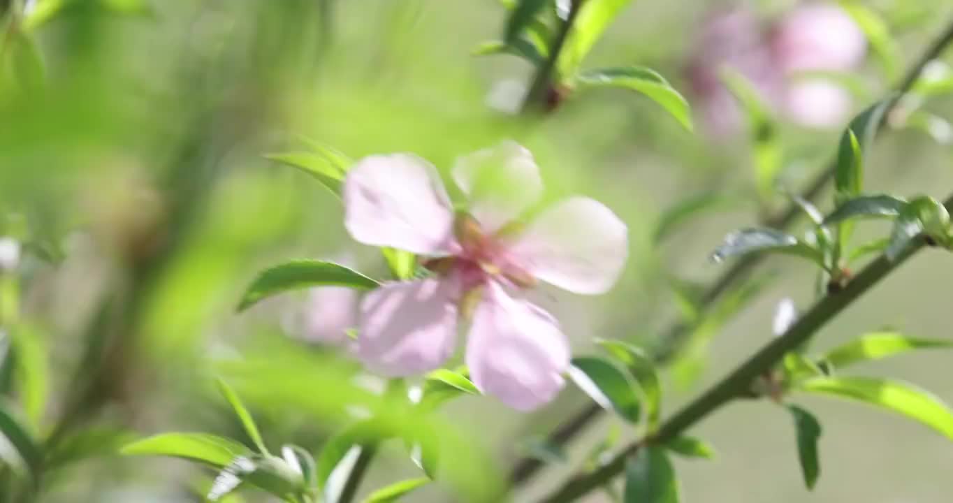 春天盛开的桃花视频素材