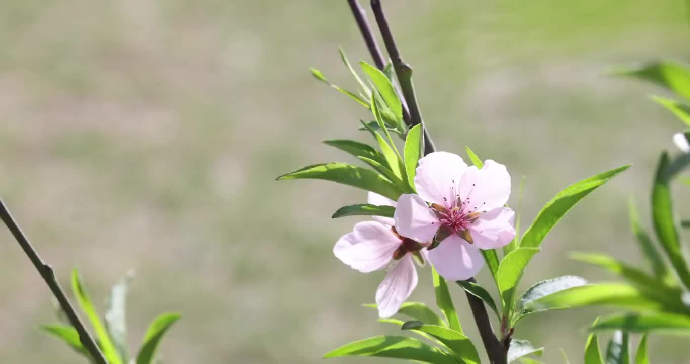 春天盛开的桃花视频素材