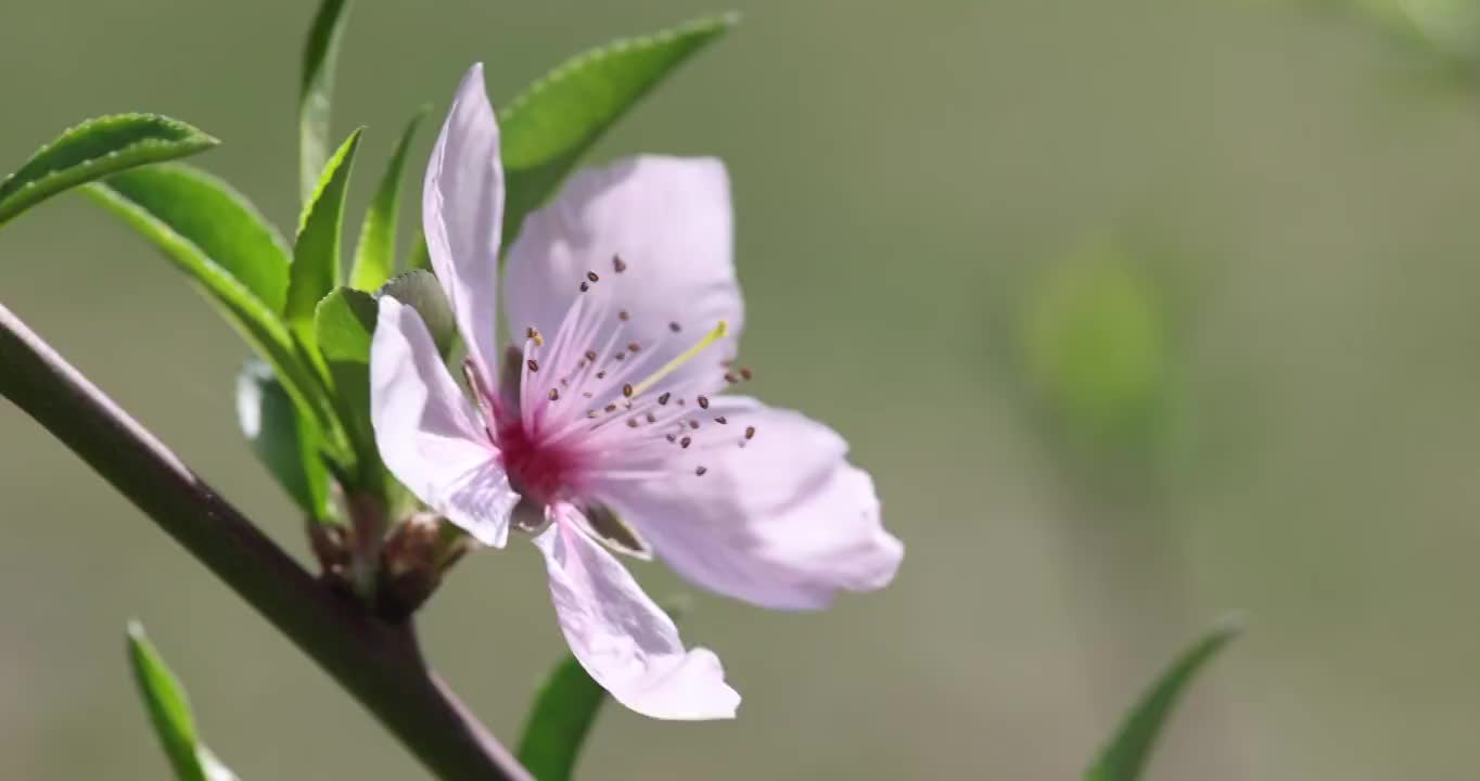 春天盛开的桃花视频素材