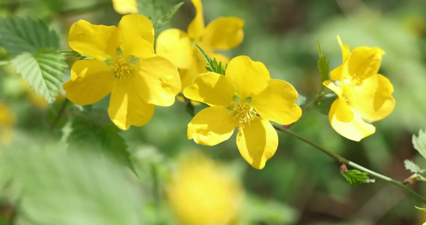 春季盛开的迎春花视频素材