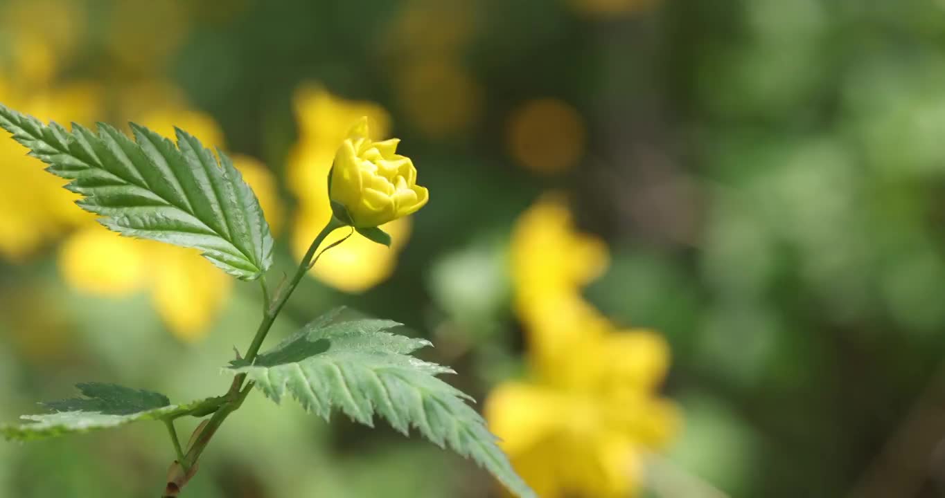 春季盛开的迎春花视频素材