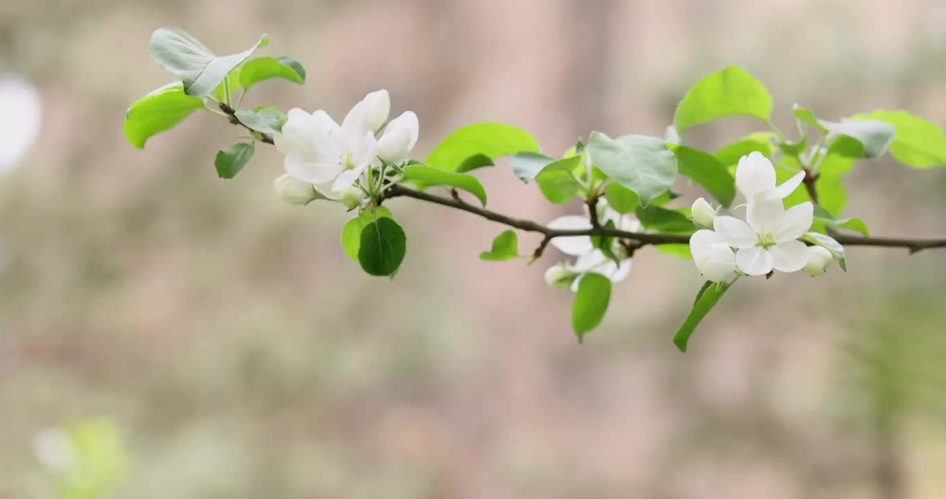 春天里的鲜花视频素材