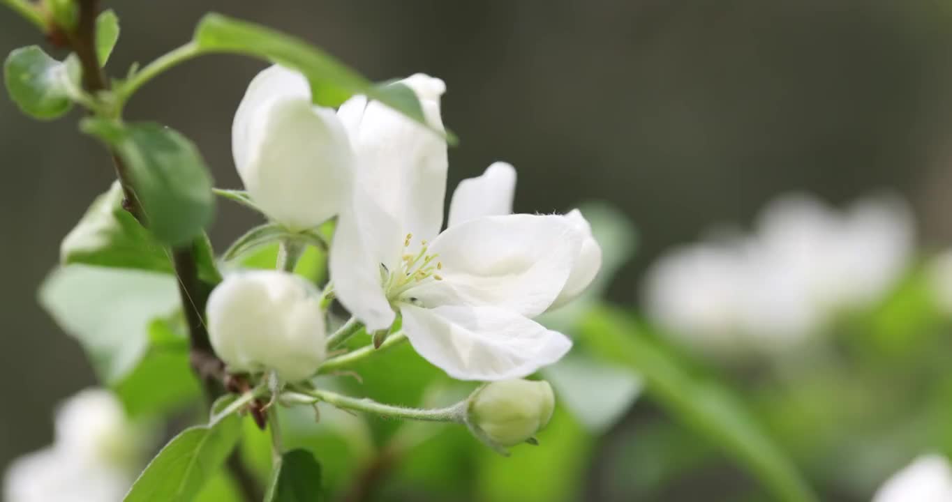 春天里的鲜花视频素材